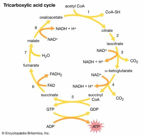 How many nadh molecules are made from one molecule of acetyl coa going through the krebs cycle?