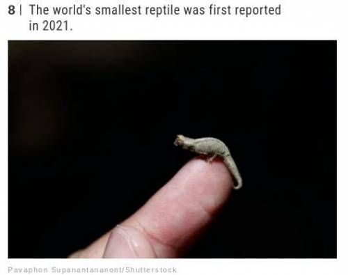 Did you know The world's smallest reptile was first reported in 2021?