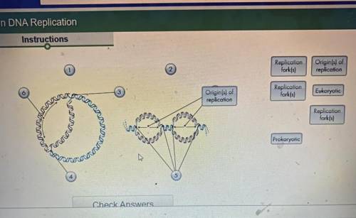Differences in DNA Replication 
which order does it go?
