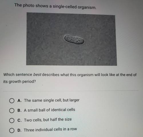 The photo shows a single-celled organism. Which sentence best describes what this organism will loo