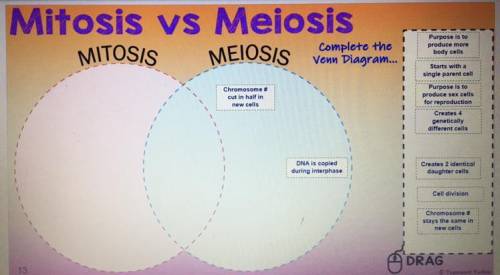 Mitosis x meiosis ...