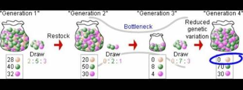 Explain genetic drift using the bottleneck effect and founder effect