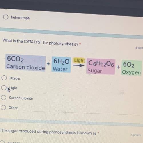 What is the catalyst for photosynthesis?