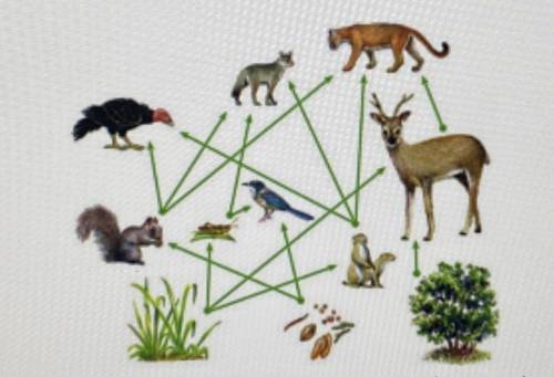 Choose one possible path through the food web above, and explain how a carbon atom could begin in a