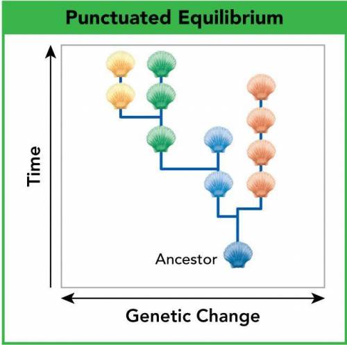 The diagram shows an example of evolution by ­punctuated equilibrium. Use the diagram to answer que