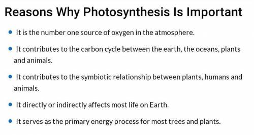 Why is photosynthesis crucial to the survival of most organisms on Earth?