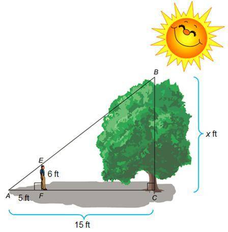 30 points plz help

The diagram shows a 6 ft student standing near a tree. The shadow of the stude