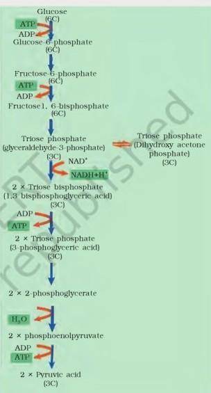 Summarize the steps of glycolysis using the key terms ATP, ADP, NAD+, NADH, glucose, and pyruvate.