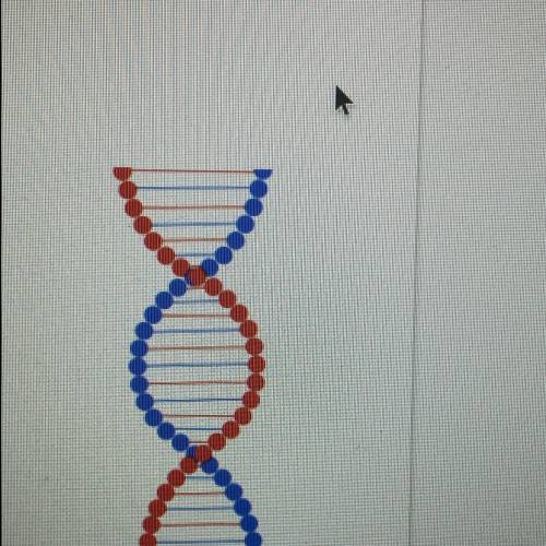 What does the DNA shape remind you of? 
How many strands do you see?