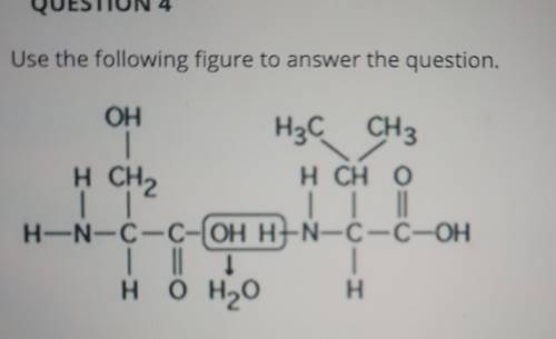 Which of the following chemical reactions is represented in the figure?

a) joins two fatty acids