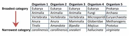 What is the genus and species of Organism 3 in this mostly fabricated taxonomy table?

Multiple ch