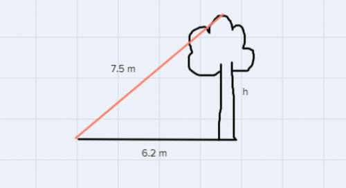 A tree is casting a shadow that is 6.2 meters long. The distance from the end of the shadow to the t