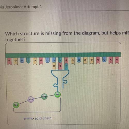 Which structure is missing from the diagram, but helps mRNA and tRNA bind

together?
A.DNA
B.mitoc