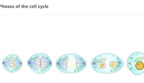 What are the two main phases of the cell cycle in a eukaryotic cell?
