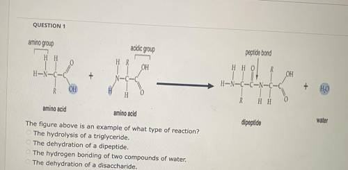 The figure above is an example of what type of reaction?

The hydrolysis of a triglyceride.
© The