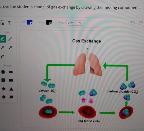 Improve the student's model of gas exchange by drawing the missing component.