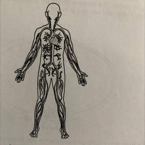 This drawing shows a human body system.
What is the primary function of this body system?