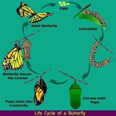 Briefly explain the life cycle of a butterfly?