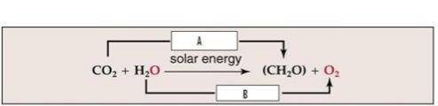 PLEASE HELP

Photosynthesis involves oxidation - reduction and the movement of electrons from one