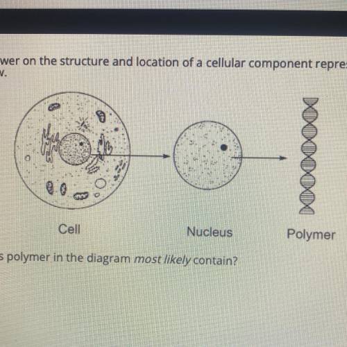 Base your answer on the structure and location of a cellular component represented in the diagram b