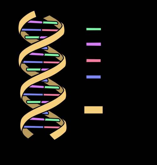 The DNA molecule has a ladder-type structural organization. Each rung of this ladder represents

A)