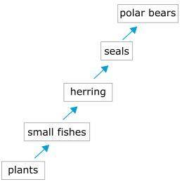 Complete the paragraph based on this food chain:

Polar bears feed on seals. So, polar bears and s